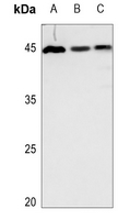 1 - Anti-GDF15 Antibody AP60075