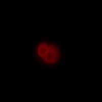 3 - Anti-ARMCX2 Antibody AP60076