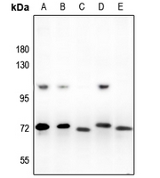 1 - Anti-ARNT2 Antibody AP60079