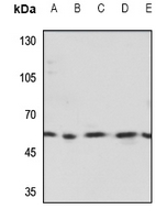1 - Anti-TESK2 Antibody AP60083