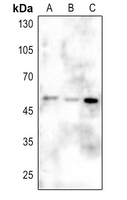 1 - Anti-CD2BP2 Antibody AP60084