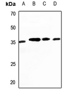 1 - Anti-CDC42EP2 Antibody AP60086