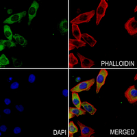 3 - Anti-CRMP3 Antibody AP60087