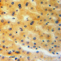 19 - Anti-CRMP3 Antibody AP60087