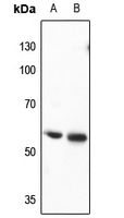1 - Anti-CRMP3 Antibody AP60087