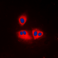 3 - Anti-ACOT2 Antibody AP60088
