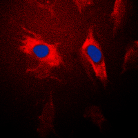3 - Anti-14-3-3 theta Antibody AP60090