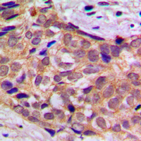 19 - Anti-14-3-3 theta Antibody AP60090