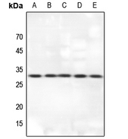 1 - Anti-14-3-3 theta Antibody AP60090