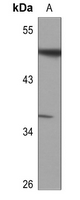 1 - Anti-ATF7 Antibody AP60092