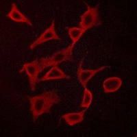 3 - Anti-Histamine H3 Receptor Antibody AP60094