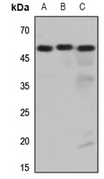 1 - Anti-Histamine H3 Receptor Antibody AP60094