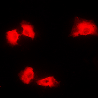 3 - Anti-Kanadaptin Antibody AP60095