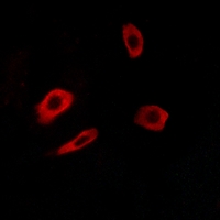 3 - Anti-EDG7 Antibody AP60097