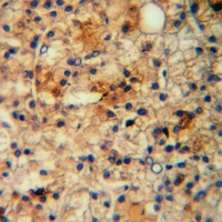 19 - Anti-EDG7 Antibody AP60097