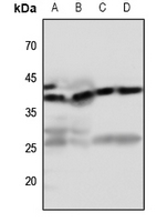 1 - Anti-EDG7 Antibody AP60097