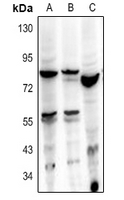 1 - Anti-HBP1 Antibody AP60099