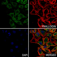 3 - Anti-CDKL3 Antibody AP60104