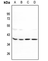 1 - Anti-MRPL39 Antibody AP60106