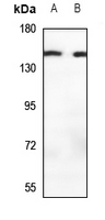 1 - Anti-MOV10L1 Antibody AP60107