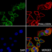 3 - Anti-MRPL16 Antibody AP60108