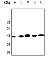1 - Anti-KCNK15 Antibody AP60113