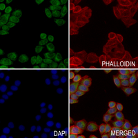3 - Anti-BAIAP2L2 Antibody AP60117