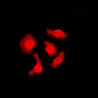 3 - Anti-CABLES1 Antibody AP60124