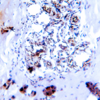 19 - Anti-SMAD2/3 (Phospho-T8) Antibody AP60132