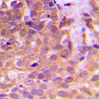 19 - Anti-STAT5 Antibody AP60133