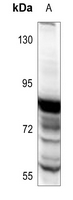 1 - Anti-STAT5 Antibody AP60133