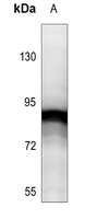 1 - Anti-STAT5 (Phospho-Y694/699) Antibody AP60134