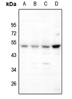 1 - Anti-BAMBI Antibody AP60142