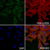 3 - Anti-BGT-1 Antibody AP60143