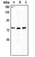 1 - Anti-BGT-1 Antibody AP60143