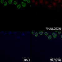3 - Anti-CD123 Antibody AP60150