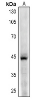 1 - Anti-CD123 Antibody AP60150