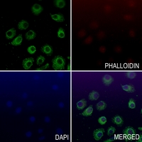 3 - Anti-CD156a Antibody AP60151