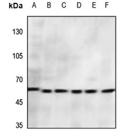 1 - Anti-CD156a Antibody AP60151