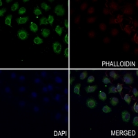 3 - Anti-CD269 Antibody AP60153