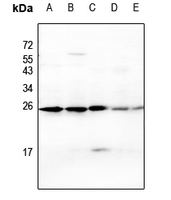 1 - Anti-CD269 Antibody AP60153