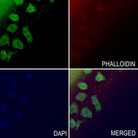3 - Anti-CD85j Antibody AP60155