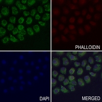 3 - Anti-EB2 Antibody AP60160