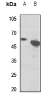 1 - Anti-EB2 Antibody AP60160