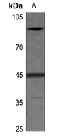 1 - Anti-EIF2S2 (Phospho-S67) Antibody AP60161
