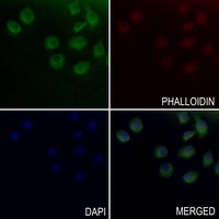 3 - Anti-Endoglycan Antibody AP60162