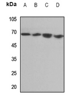 1 - Anti-Endoglycan Antibody AP60162