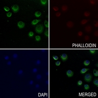 3 - Anti-ENT2 Antibody AP60163