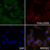 3 - Anti-FGF17 Antibody AP60168