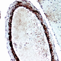 19 - Anti-FGF17 Antibody AP60168
